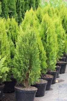 Όμορφα κωνοφόρα για φύτευση στην περιοχή