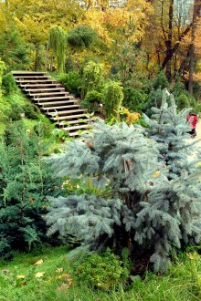 Μεγάλος κήπος με κωνοφόρα και φυλλοβόλα φυτά