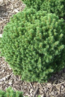 Νάνος ερυθρελάτης Little Gem