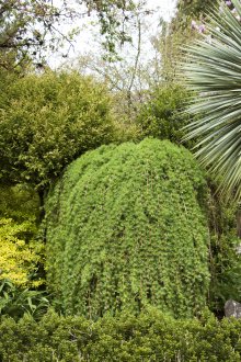 Το λούστρο είναι ένα πολύ όμορφο φυτό για τη διακόσμηση του χώρου.