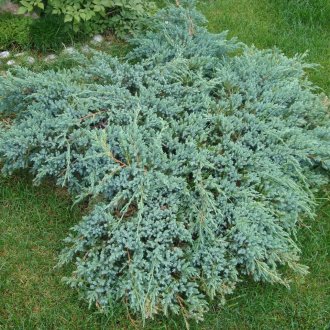 Juniper στο οικόπεδο