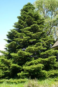 Εξωραϊσμός έλατο