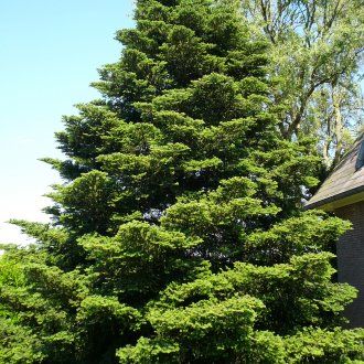 Ελάτης κήπου