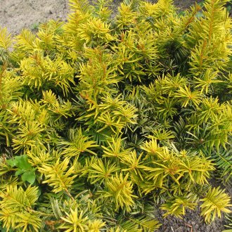 Yew στον κήπο