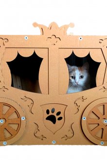 Κατοικία γάτας