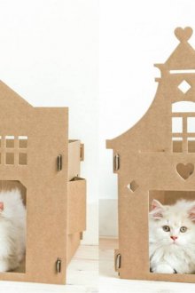 Κατοικία γάτας