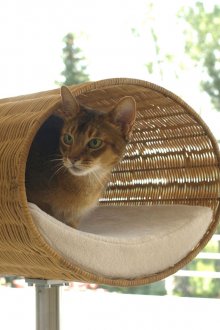 Κατοικία γάτας