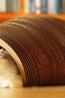 Κατοικία γάτας