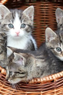 Κατοικία γάτας