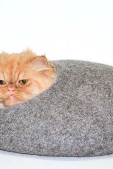 Κατοικία γάτας