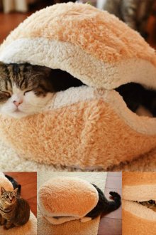 Κατοικία γάτας