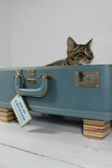 Κατοικία γάτας