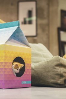 Κατοικία γάτας