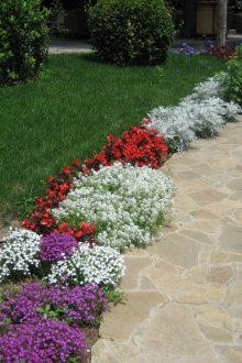 Όμορφα λουλούδια για να διαχωρίσετε τις περιοχές της διαδρομής και του χλοοτάπητα