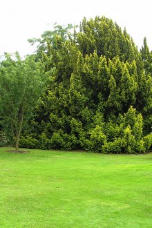 Γκαζόν και δέντρα στο οικόπεδο